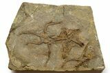 Wide Plate Of Fossil Brittle Stars & Starfish #376928-1